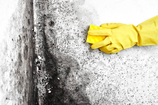 Mold Removal and Inspection in Whitesboro, TX