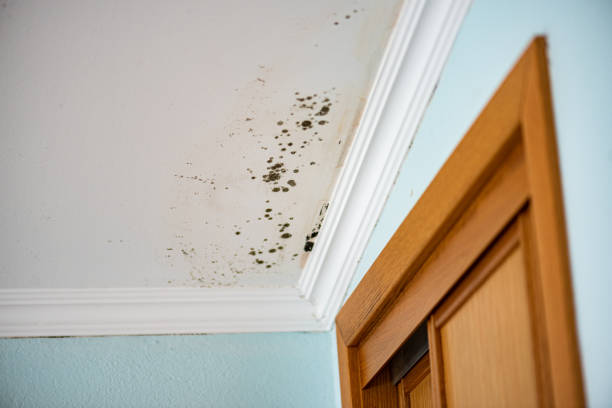 Best Attic Mold Removal  in Whitesboro, TX