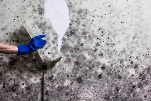 Professional Mold Removal in Whitesboro, TX